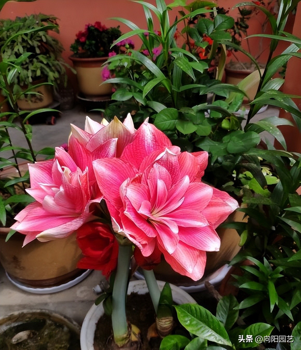 朱顶红刚出苗怎样养,朱顶红怎么养能出侧芽