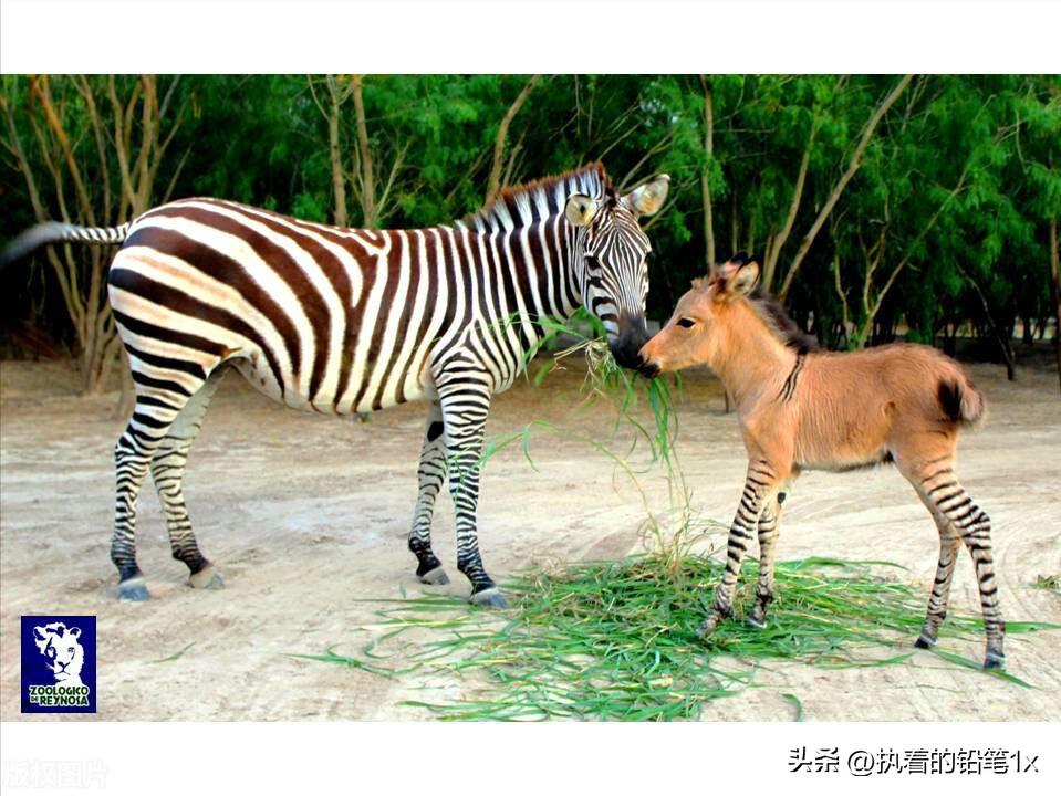 世界20大罕见的杂交动物,十种罕见的杂交动物