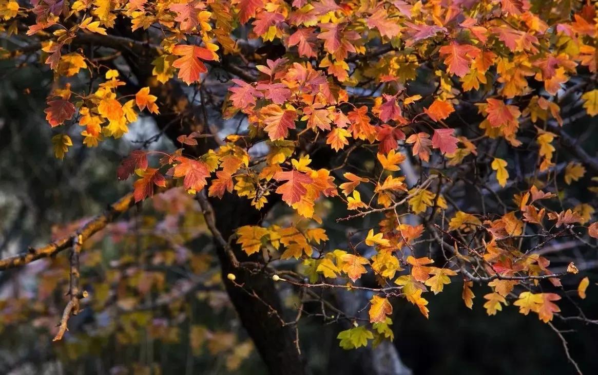 北京必去的30个赏秋地点,赏秋京城内外高颜值秋景大盘点