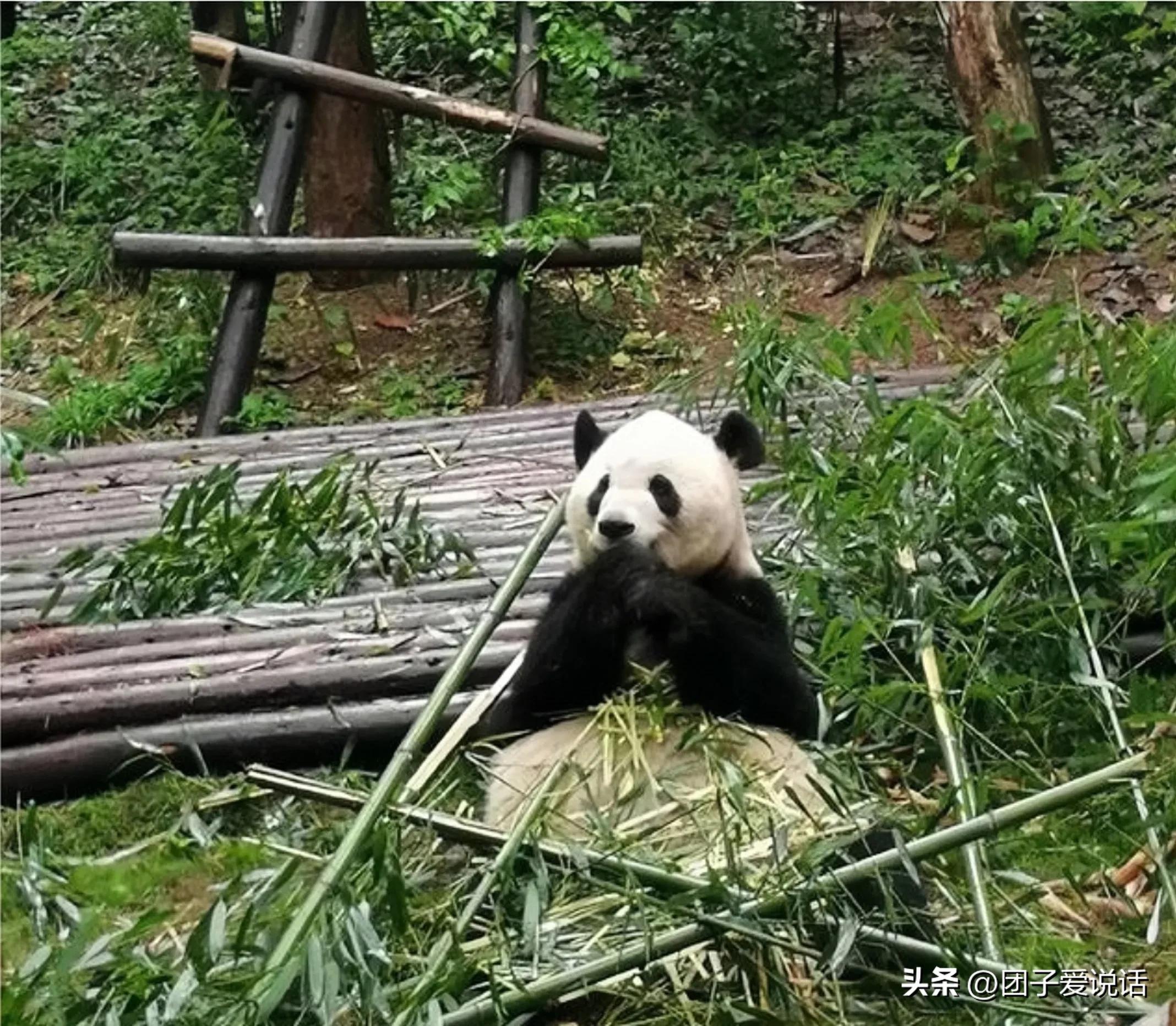 “外公熊”大熊猫“科比”的一生