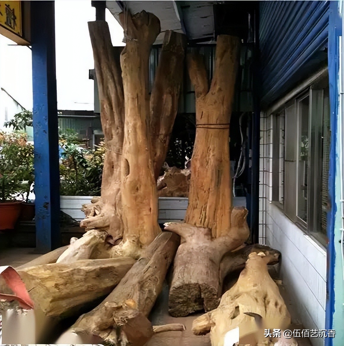 沉香造假最新视频,沉香造假的手法