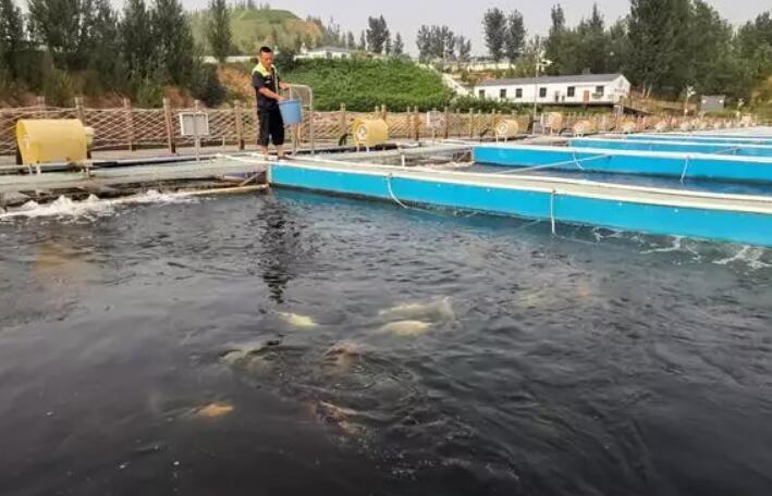 鱼塘养鱼的方法和技巧,鱼塘养鱼的正确方法与技巧