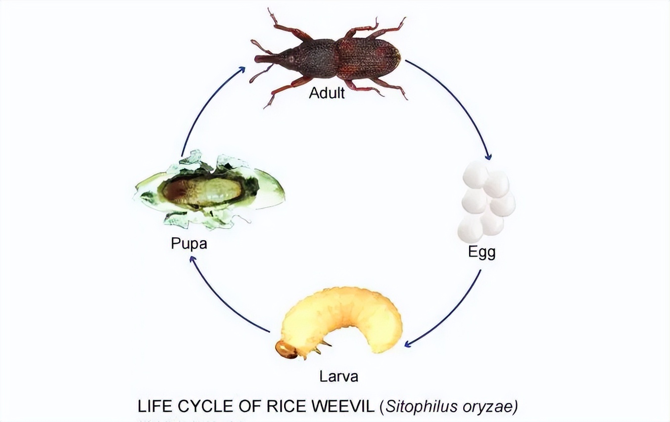 米放进密封盒为什么还是生虫,米如何存放不会生虫