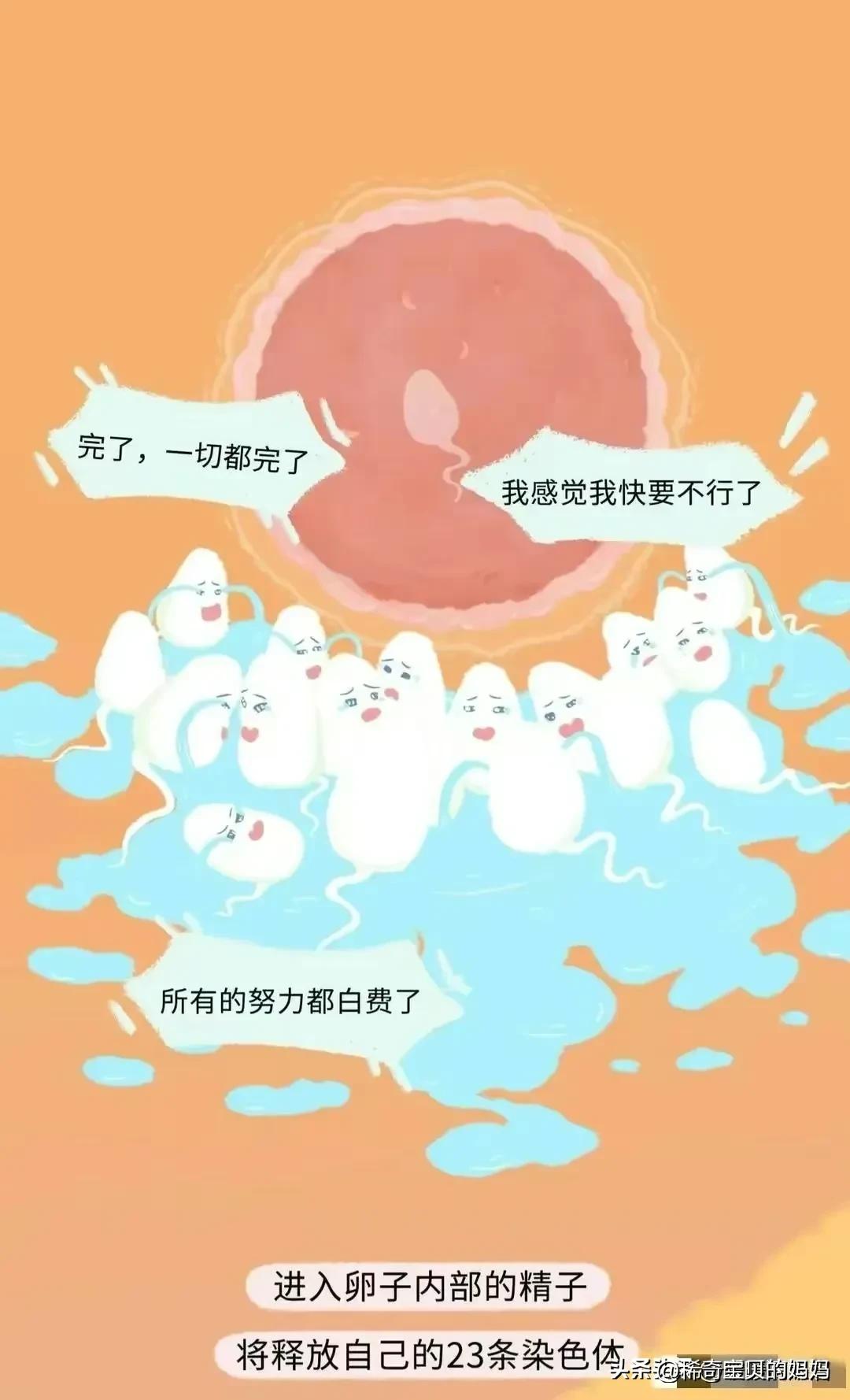 小蝌蚪漫画,科普知识小蝌蚪怎么成长为青蛙