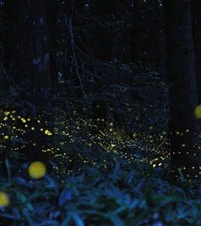 哀伤的萤火虫,悲伤的萤火虫