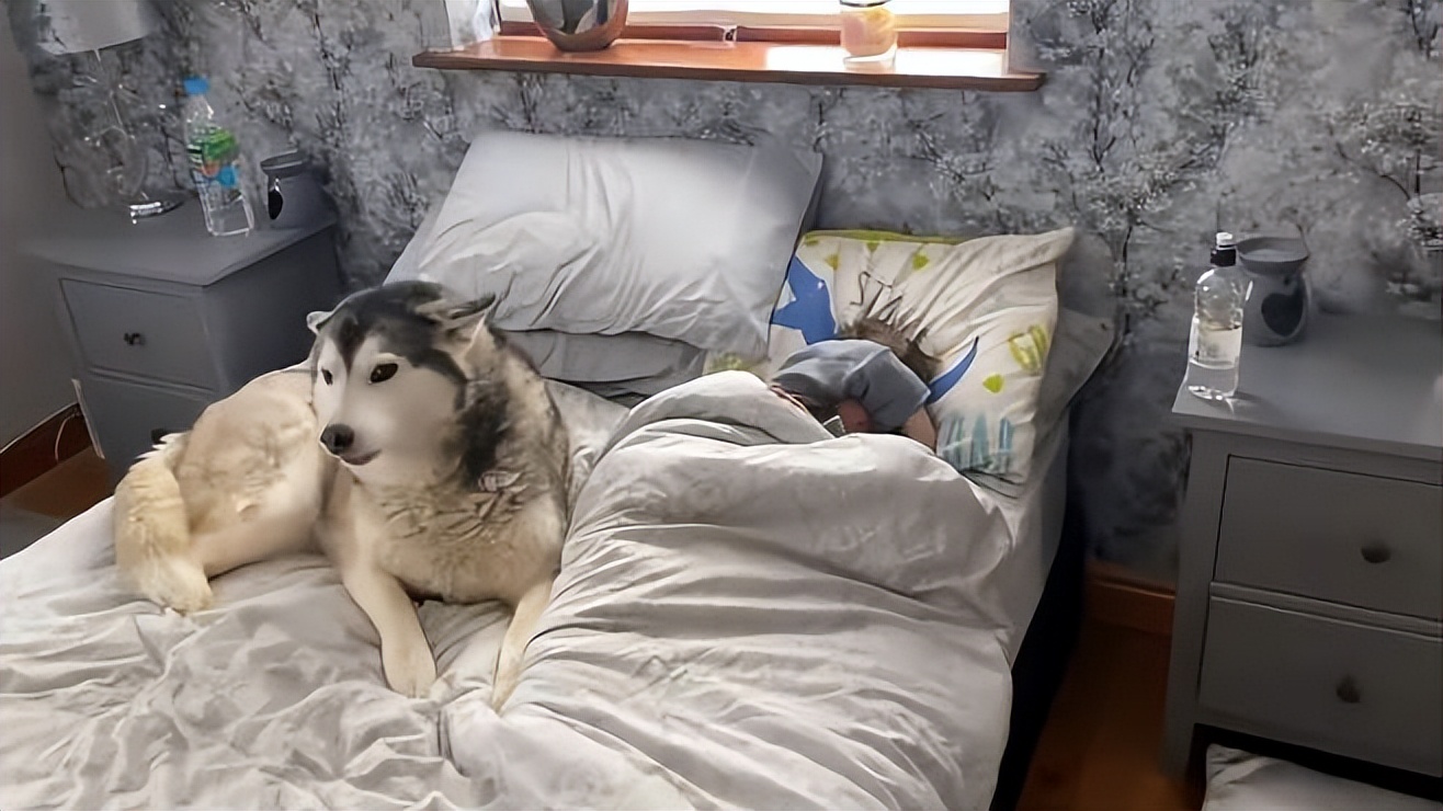 狗狗每天叫你起床,狗狗每天都叫醒你