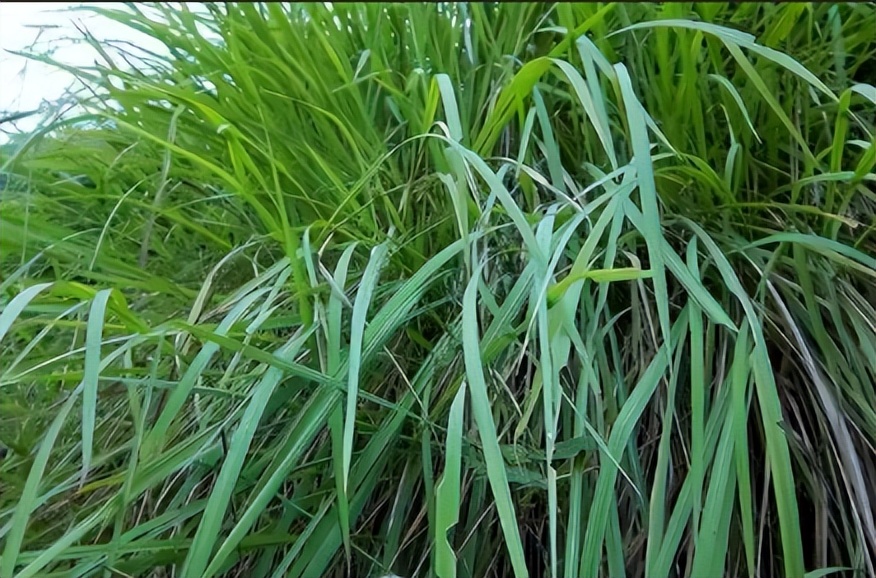 龚清孝：吃草上瘾得以赚钱娶媳妇，34年吃了40吨草：我就喜欢吃草