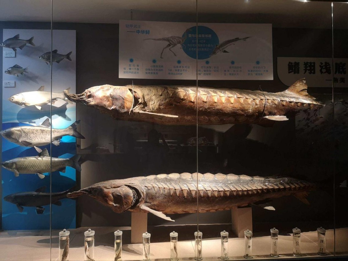 1958年毛主席参观安徽省博物馆,途中突然问解说员:这条鱼吃人吗