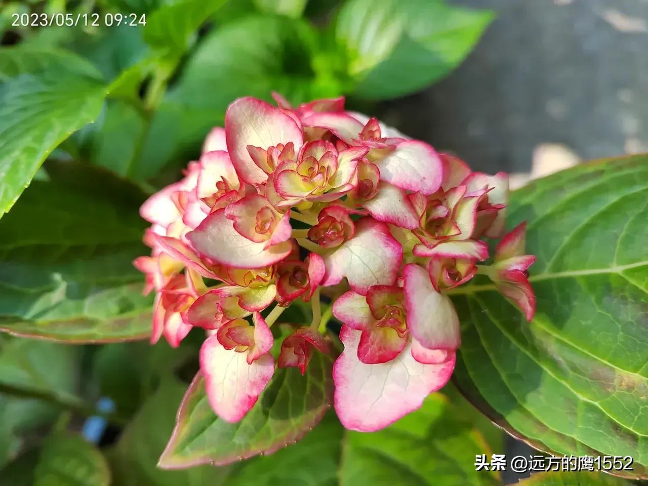 纱织小姐绣球是新老枝开花吗,绣球纱织小姐开花后的养护