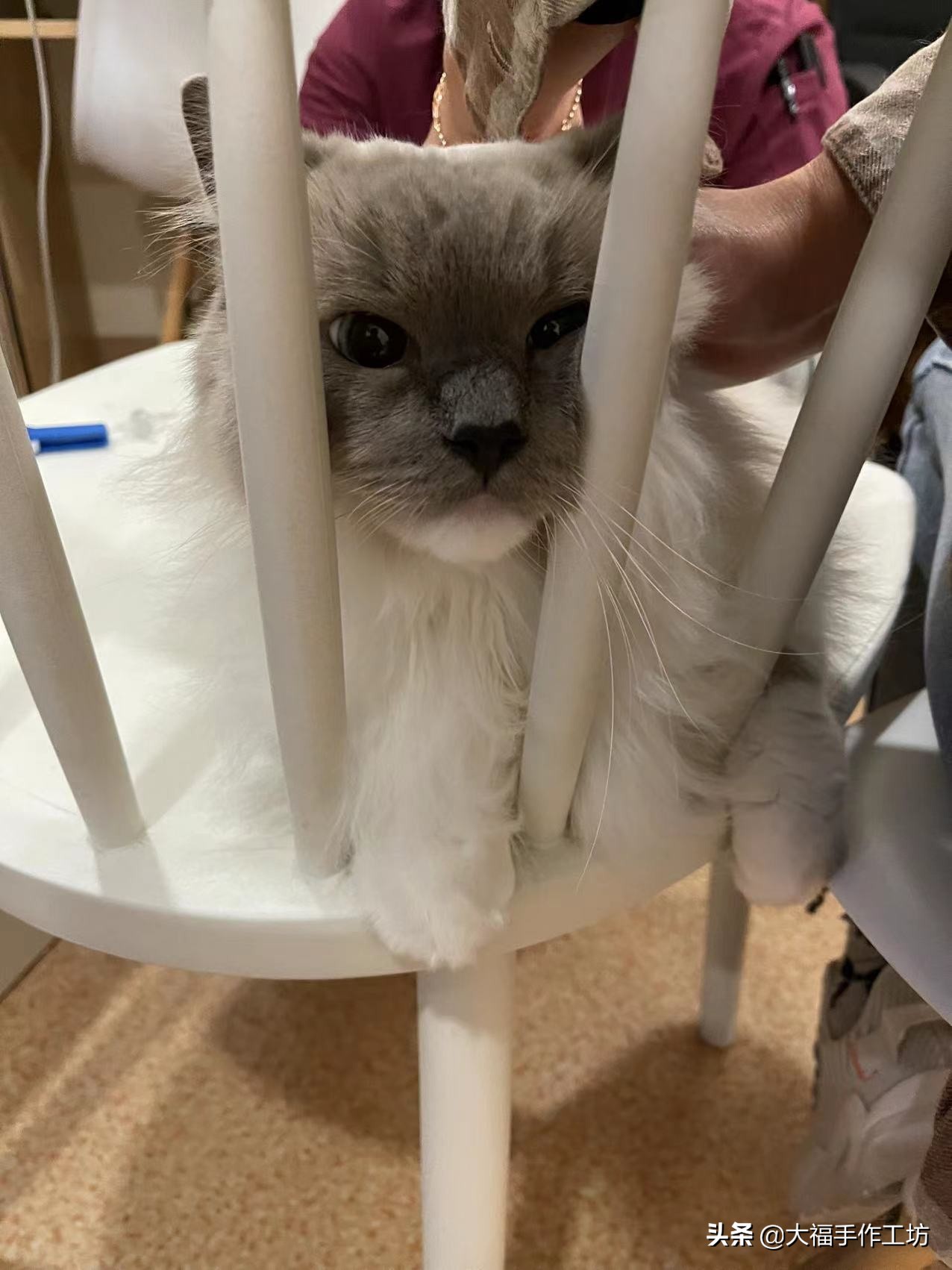 猫咪膀胱有结晶导致膀胱炎,猫膀胱结晶手术多少钱