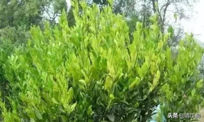 黄龙病的最新防治方法,黄龙病怎么治效果最好