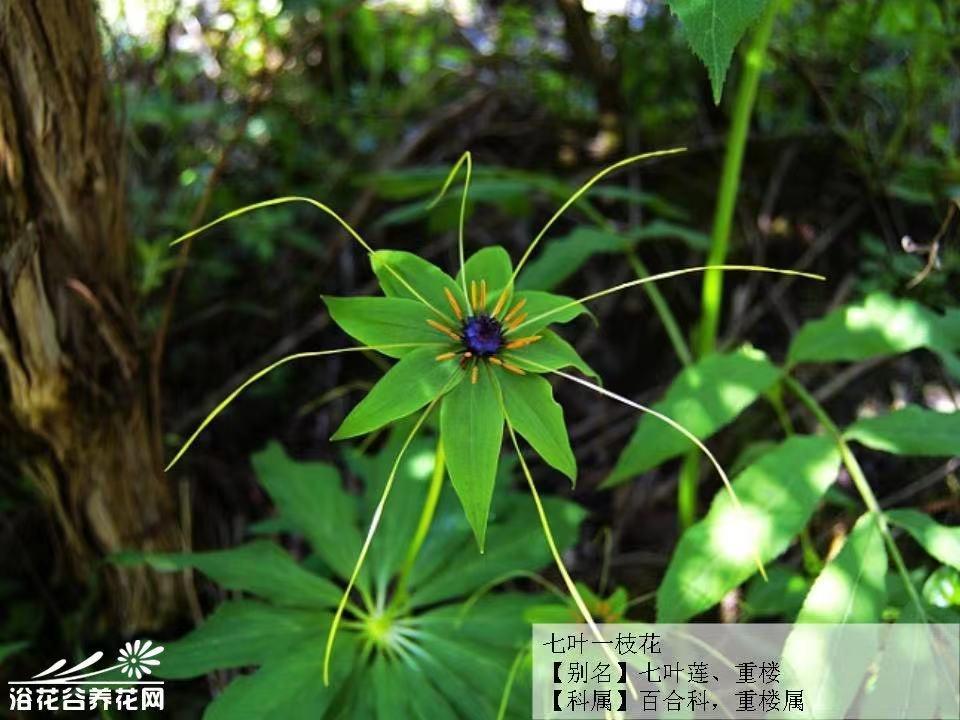 中药七叶一枝花是抗癌良药,甲状腺癌中草药配方