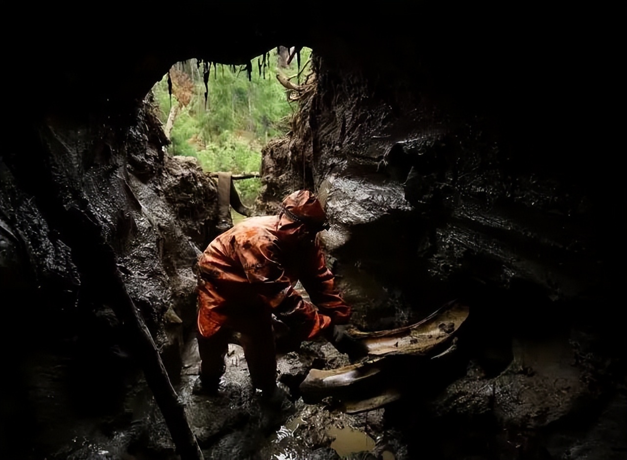 猛犸和蜜蜡哪个更有收藏价值 (象牙和猛犸象牙谁适合收藏)