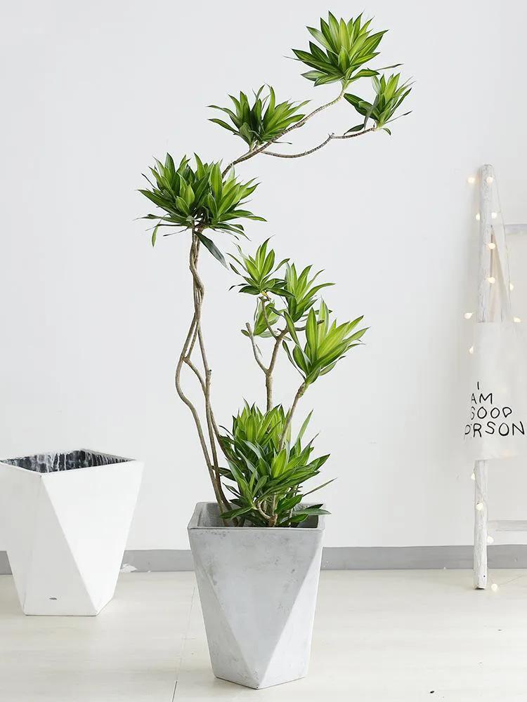 适合家里的高端绿植有哪些,最适合家里的绿植