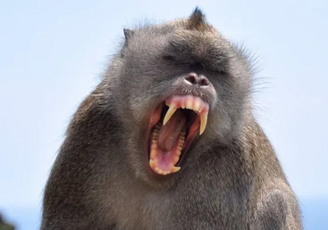 猴子放火,猴子为何不能当宠物