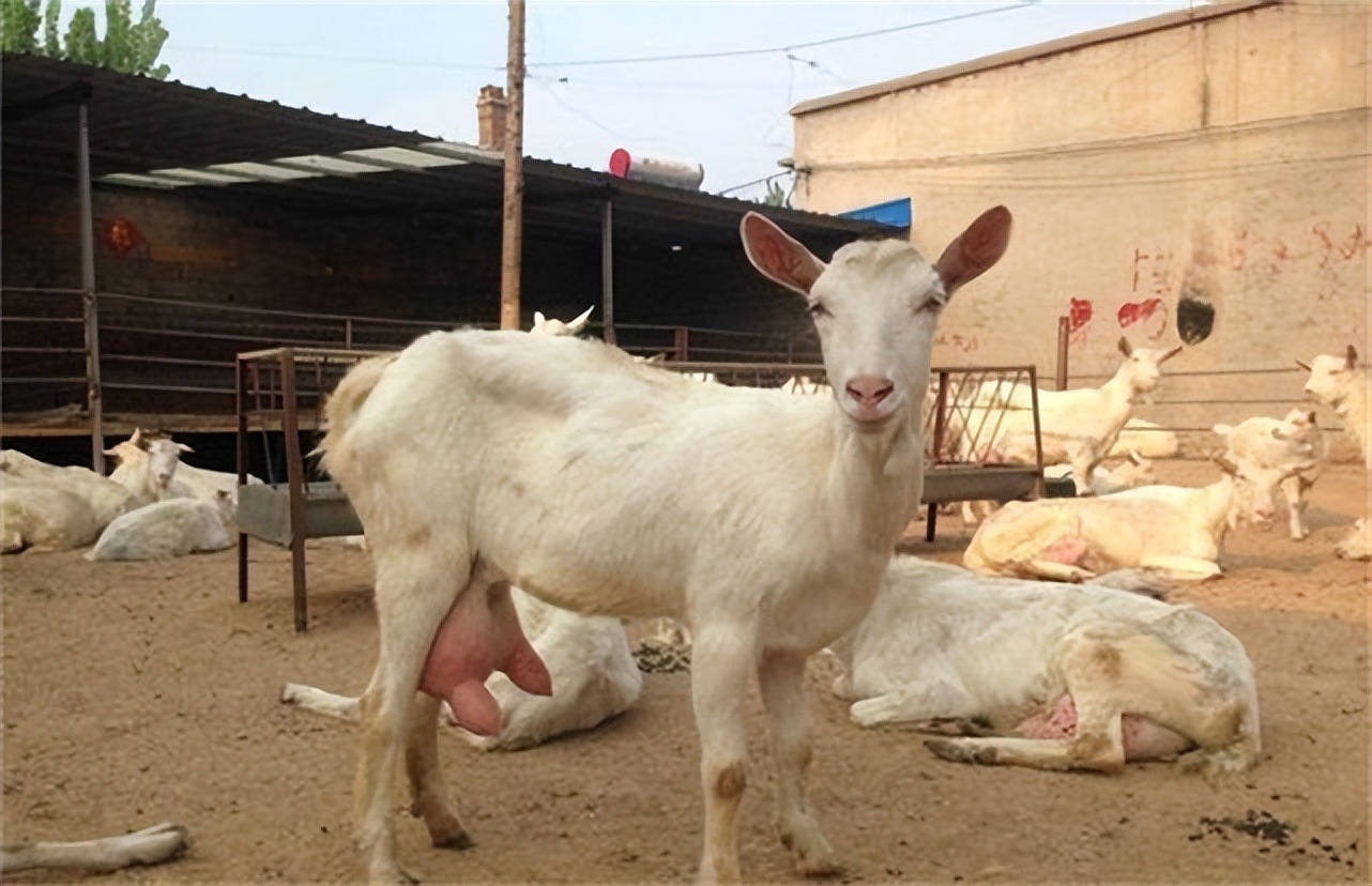 母羊生产后如何增加母羊奶水,母羊喂了母羊料奶水还是不好