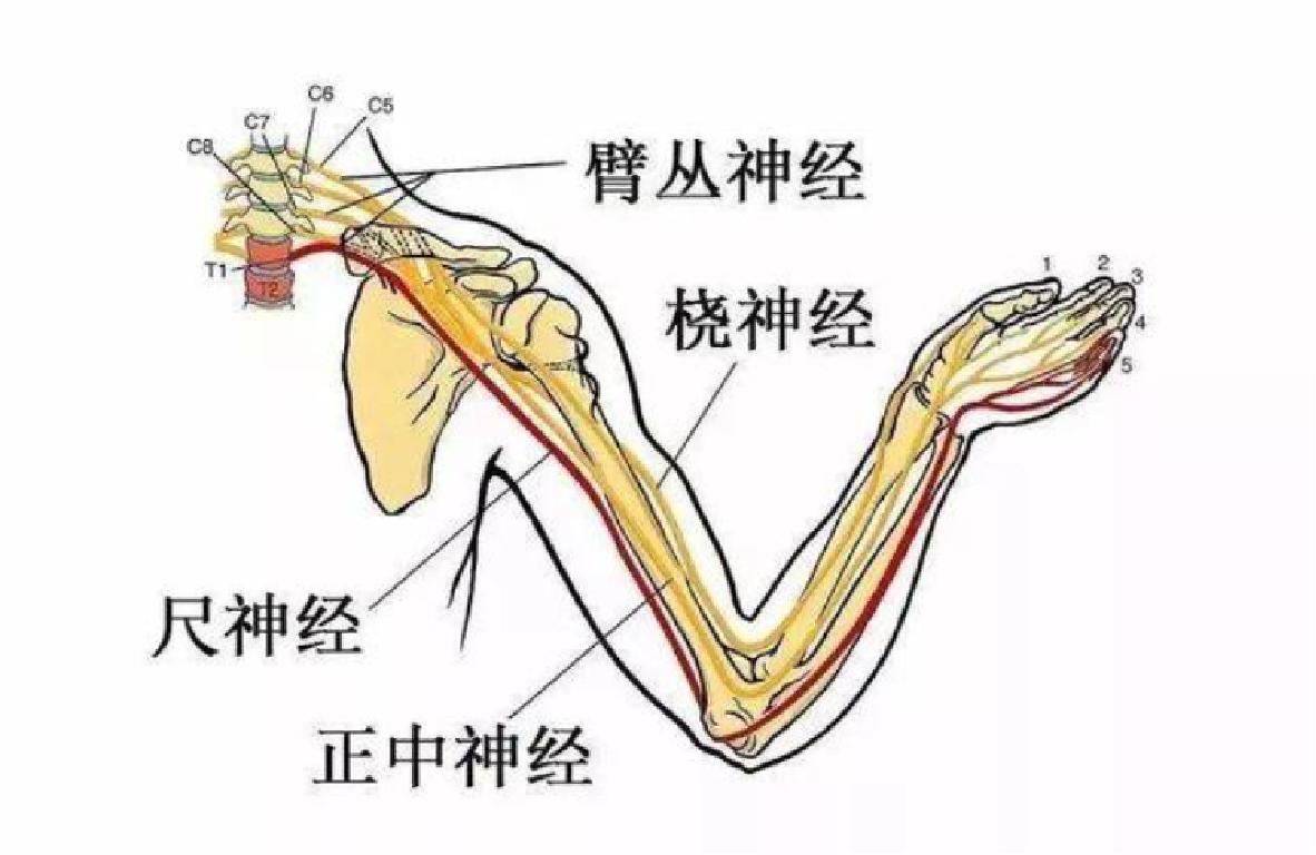 睡觉手指麻木醒来又恢复,手指麻木的最快解决办法