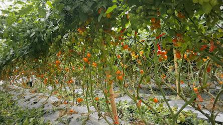 金湾农作物特产是什么呢,金湾区特产推荐