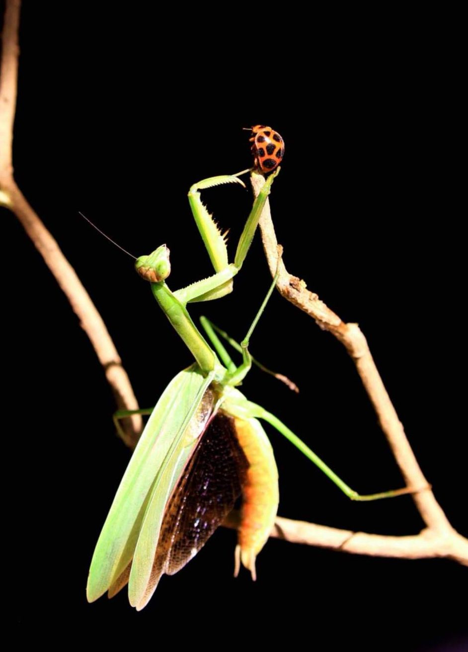 为什么说螳螂是凶残的昆虫呢,螳螂可以杀死比自己大的动物吗