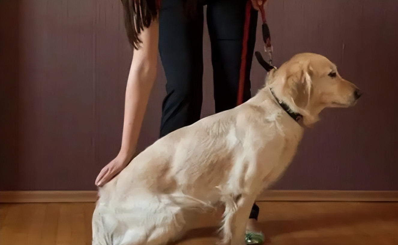 狗狗太兴奋了喜欢扑人怎么办,狗狗跳起来扑主人是什么意思