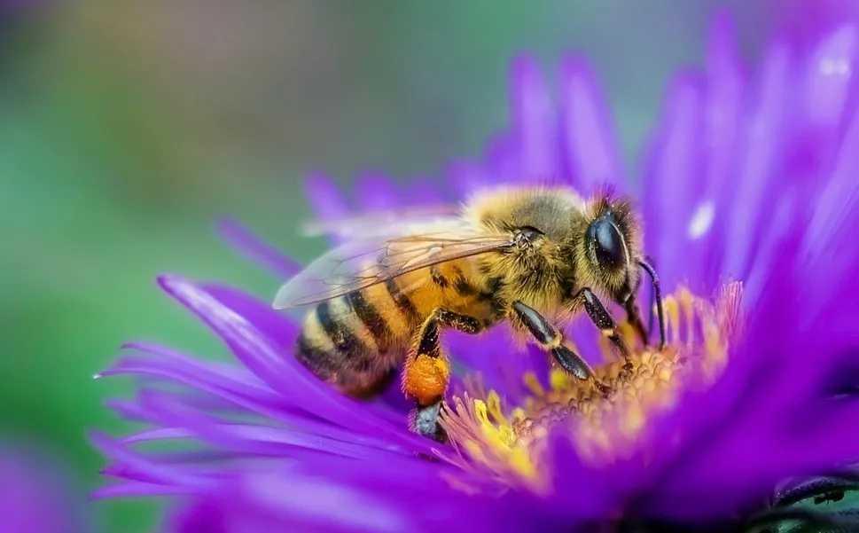 被蜂蜇伤怎么办,蜂蜇伤如何治疗