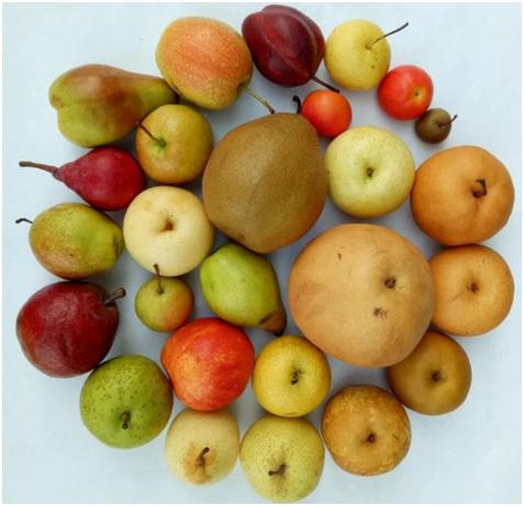 梨是百果之王吗,百果之宗—梨