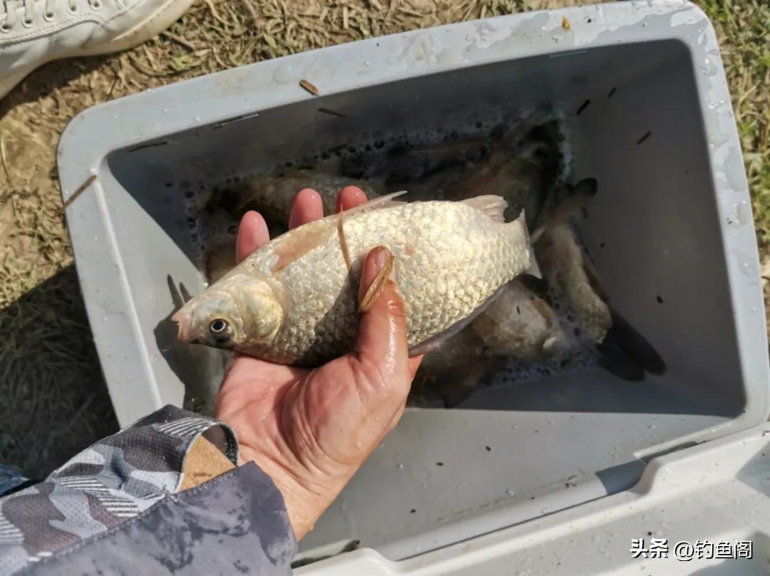 春季钓大板鲫最佳饵料配方,野钓大板鲫的最佳饵料配方
