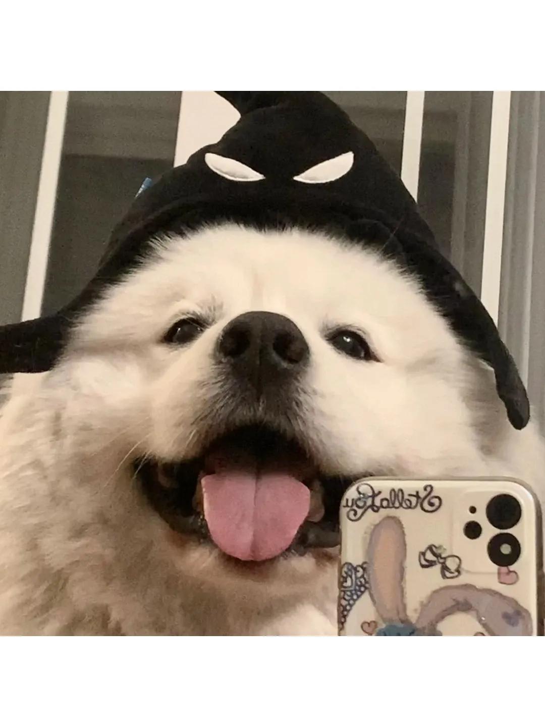 有哪些让人直呼有病的谐音梗,100个谐音梗文案