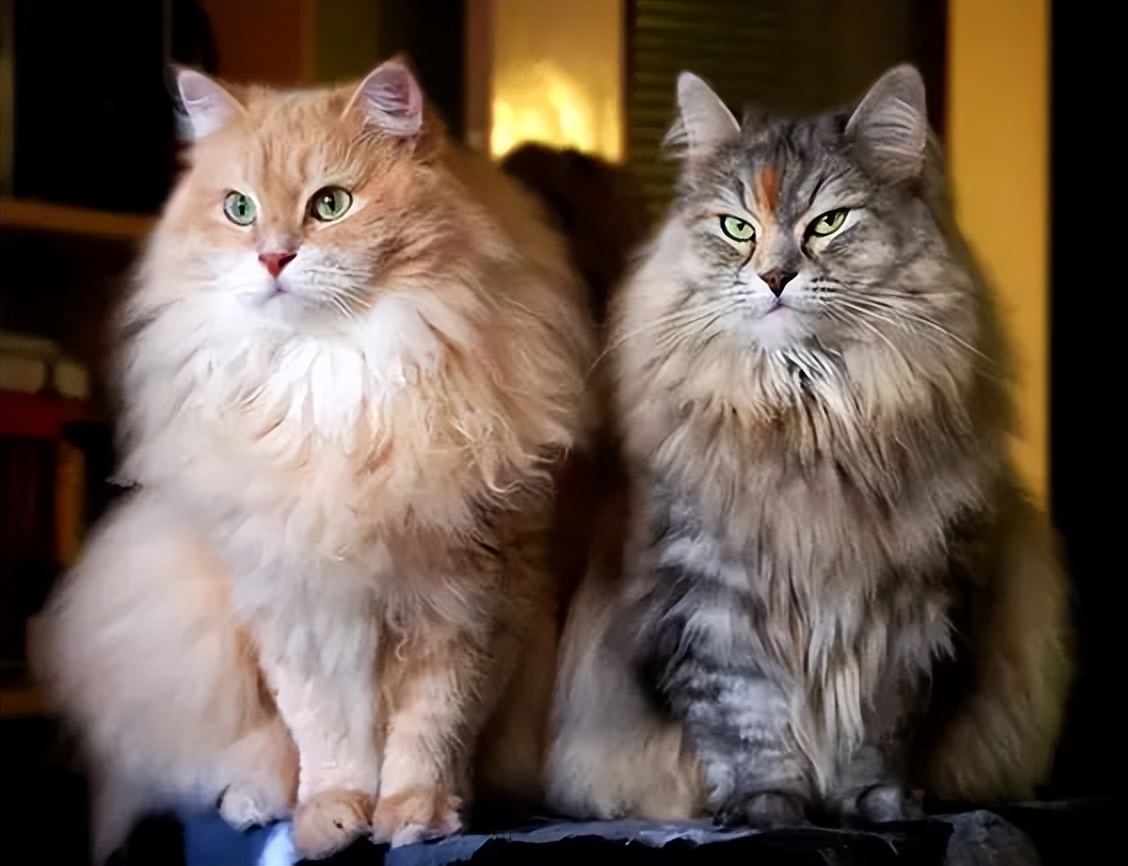 美短猫母猫和公猫的差别,公猫和母猫有什么区别呢