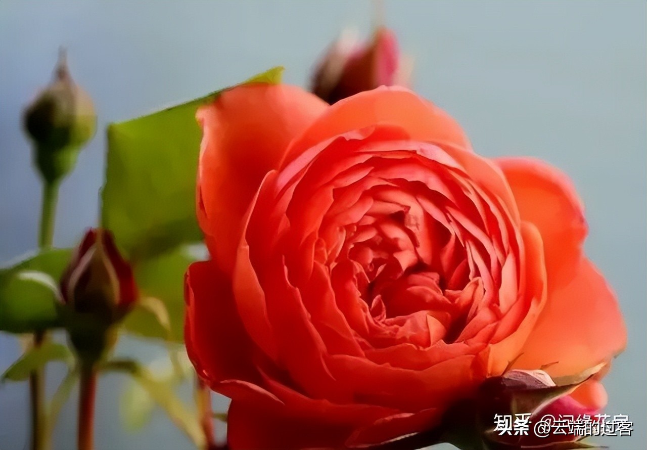 1到99朵玫瑰的含义图片,1到99朵玫瑰花语是什么