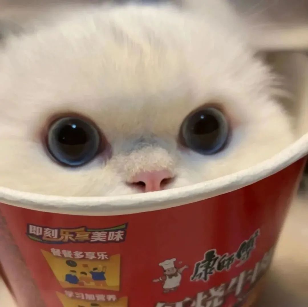 治愈力满满的猫咪头像和朋友圈背景图