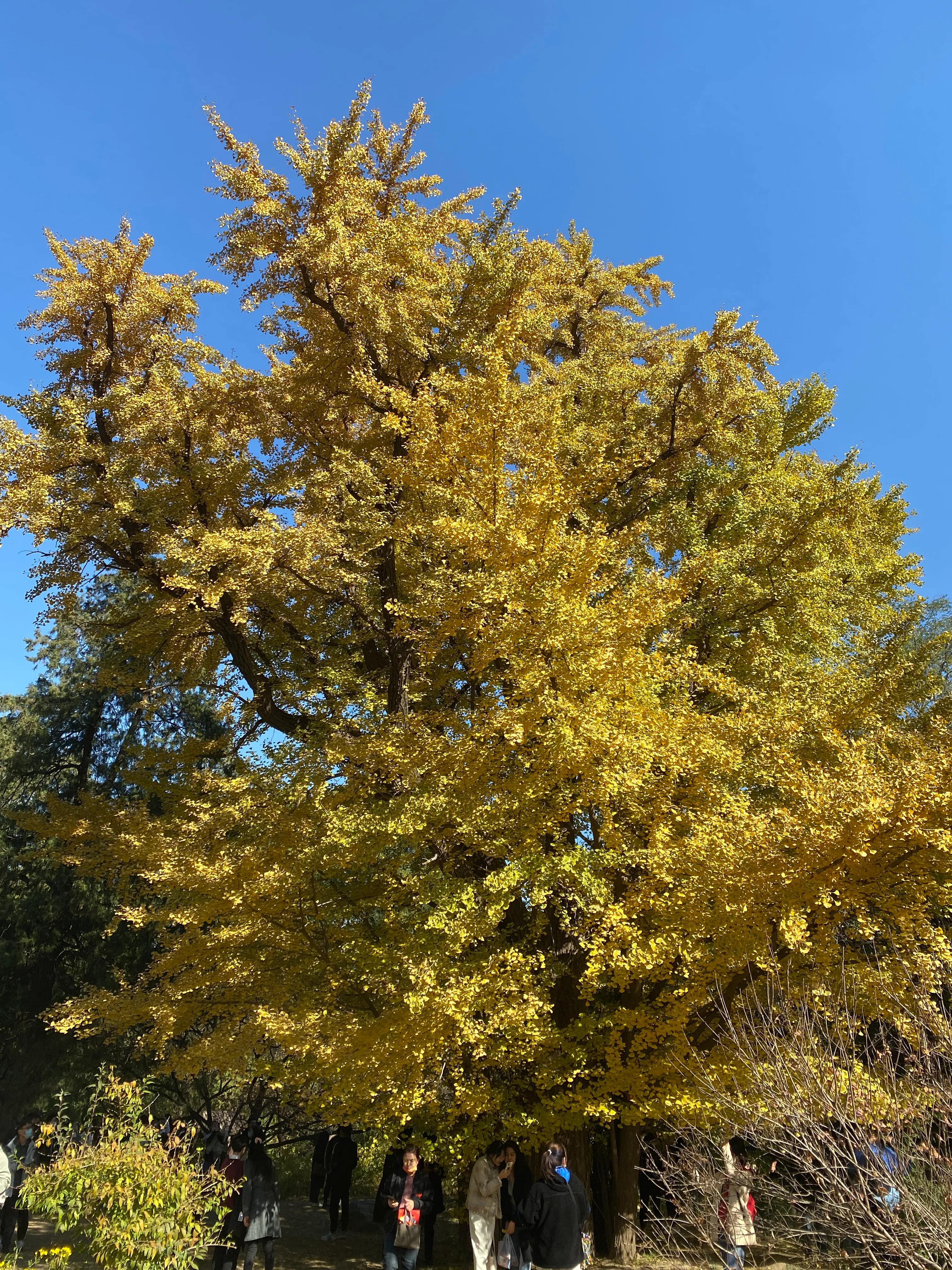 香山风景区打卡攻略,北京香山公园打卡