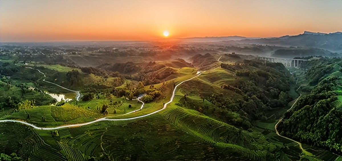 关于绿茶的16个冷知识你了解吗,绿茶的十大神奇功效你知道吗