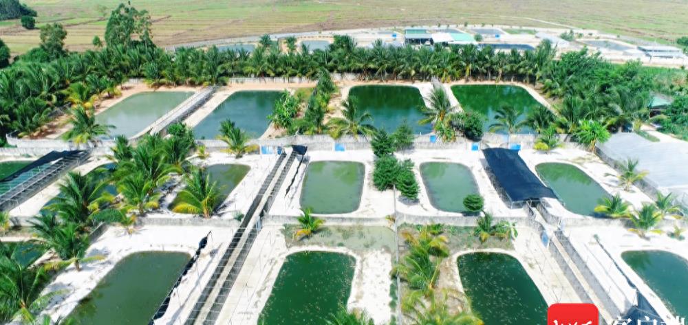 东方鳄鱼特色产业,鳄鱼产业助力乡村振兴