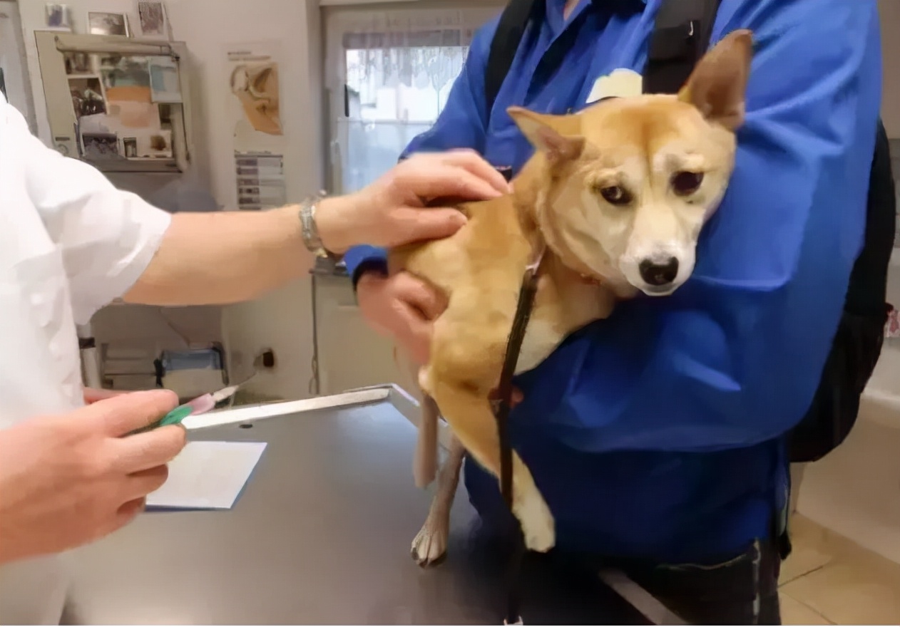 被狗咬了但没出血需要打疫苗吗,被狗咬了没有出血要打狂犬疫苗吗