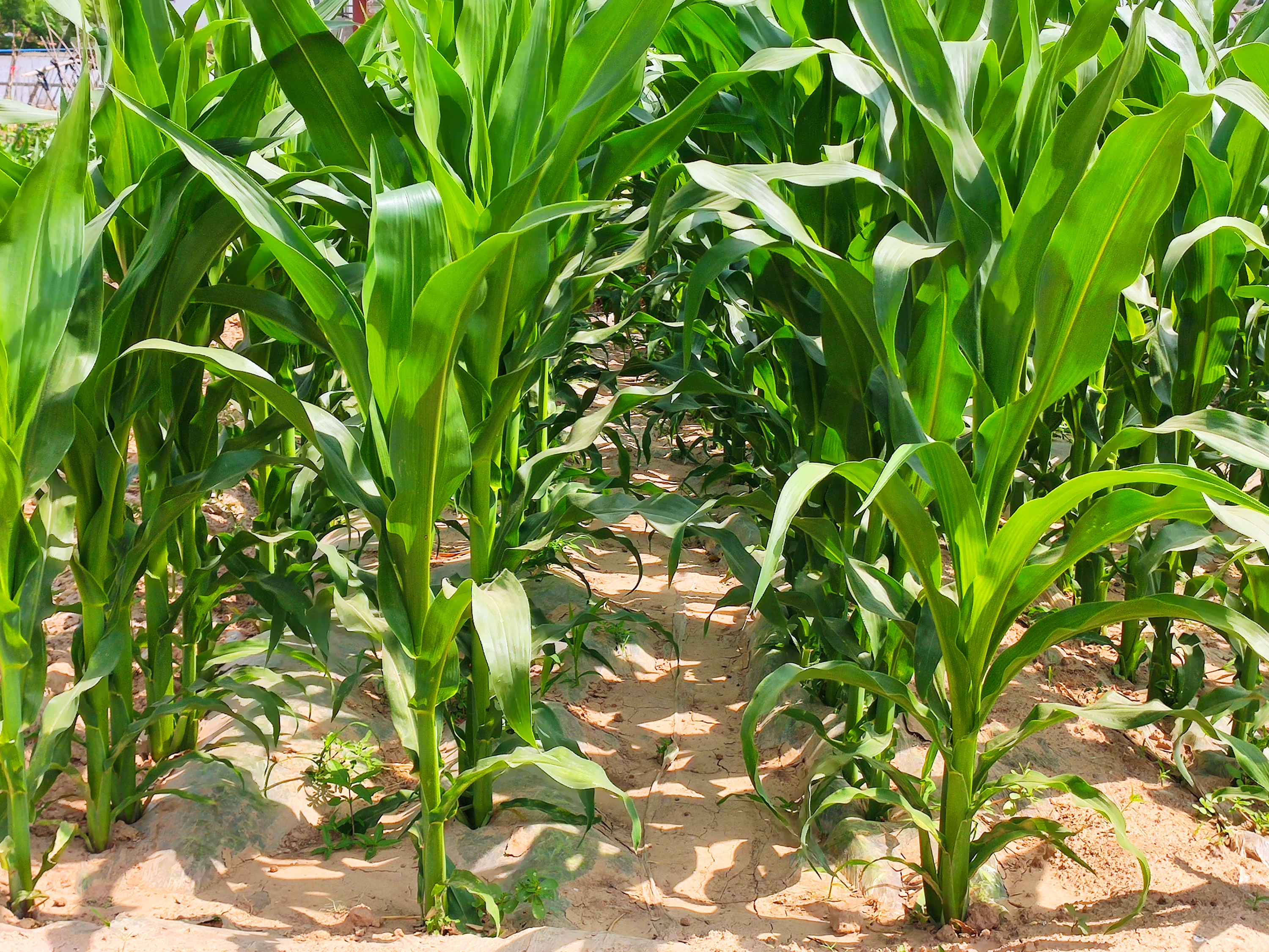 玉米是雨前播种好还是雨后播种好,玉米播种的最佳时间是什么时间