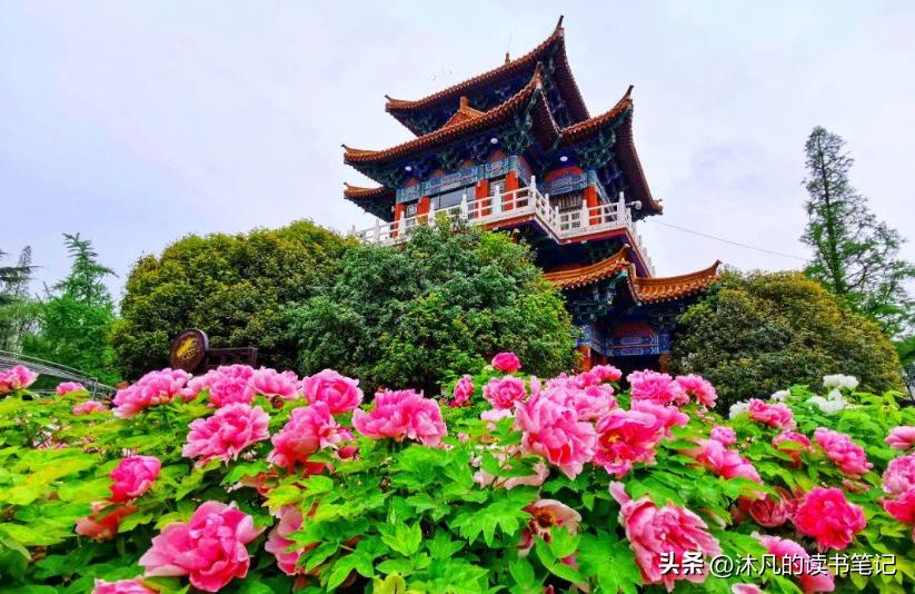 郑州周边，洛阳牡丹一日游，本地人看牡丹的几个地方推荐！