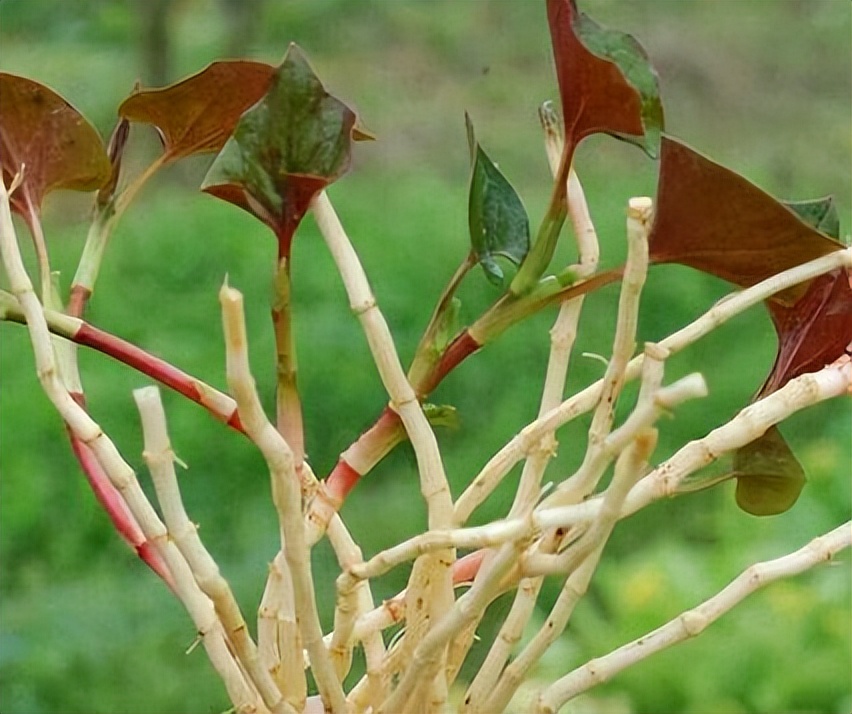 为什么说鱼腥草是害人草,鱼腥草是害人草还是养生草