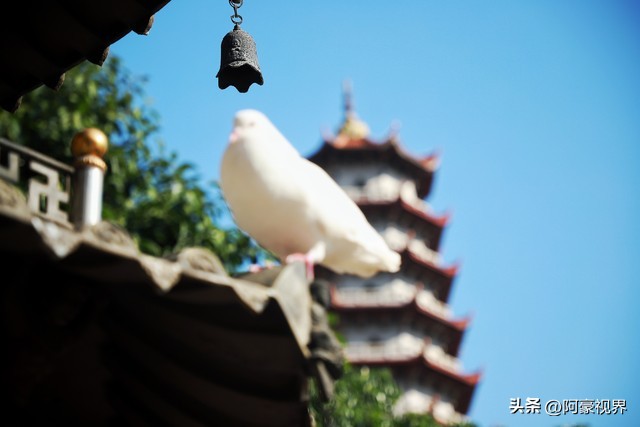 旺财看家门指什么动物,家里有哪三种动物来了人旺财更旺