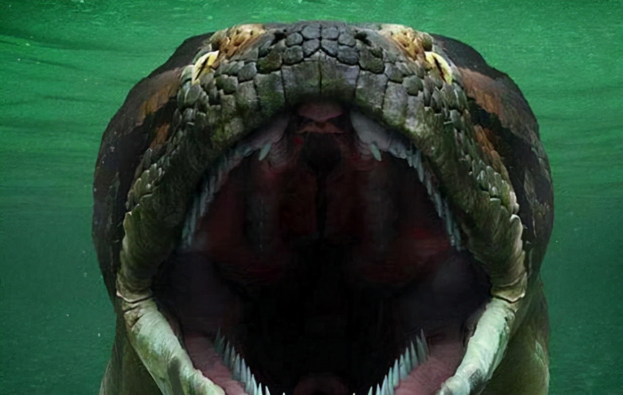 亚马逊的巨蟒有哪些,亚马逊巨蟒的资料