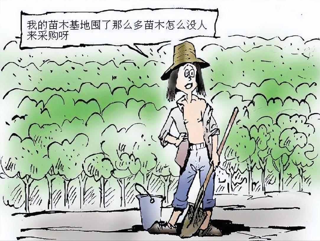 十年前种的树现在能卖多少钱,现在种树什么树值钱