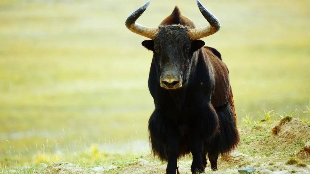 中国人冒死拍的纪录片,一群中国人冒死拍摄