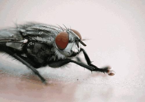 为什么苍蝇总是不停的搓手脚呢,为什么苍蝇要一直搓手