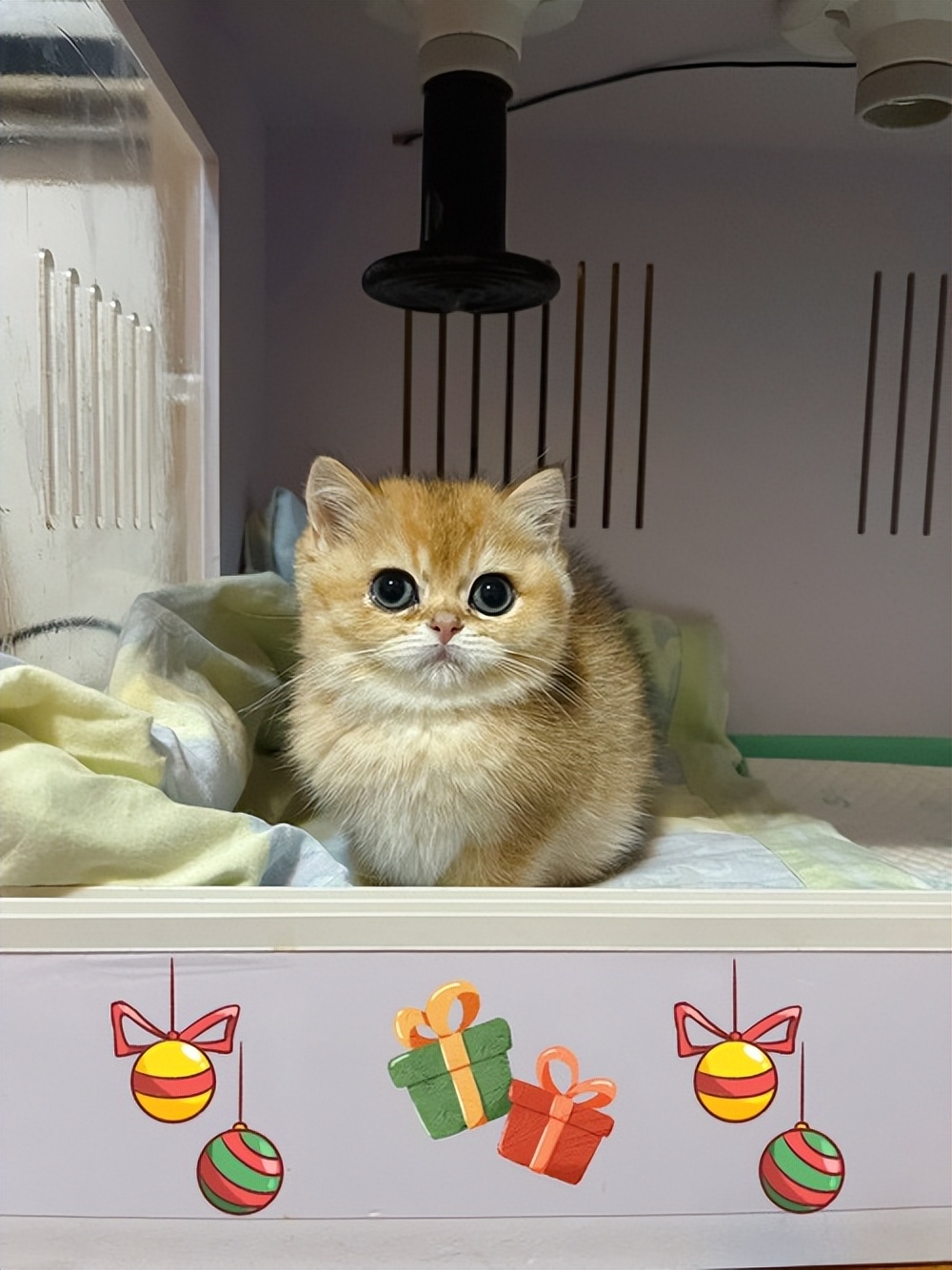 猫瘦怎么治,猫皮包骨