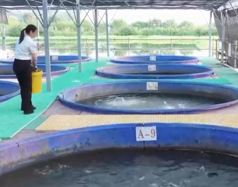 湖北女子独创大桶养鱼新模式，一桶鱼能卖到5万元，靠此年入百万