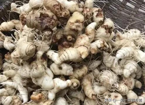 从根部野生黄精跟玉竹的区别,怎么分辨玉竹与黄精的区别