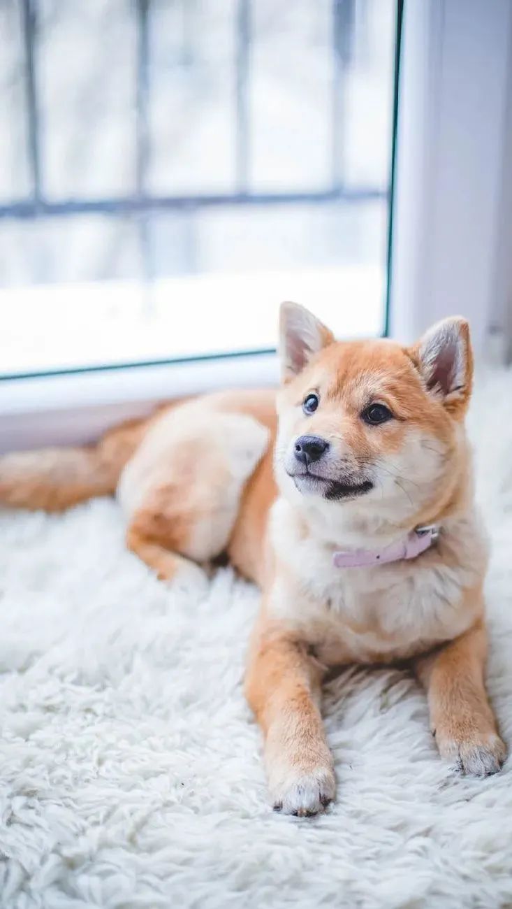 宠物怎么病那么多,宠物糖尿病临床上的症状是什么