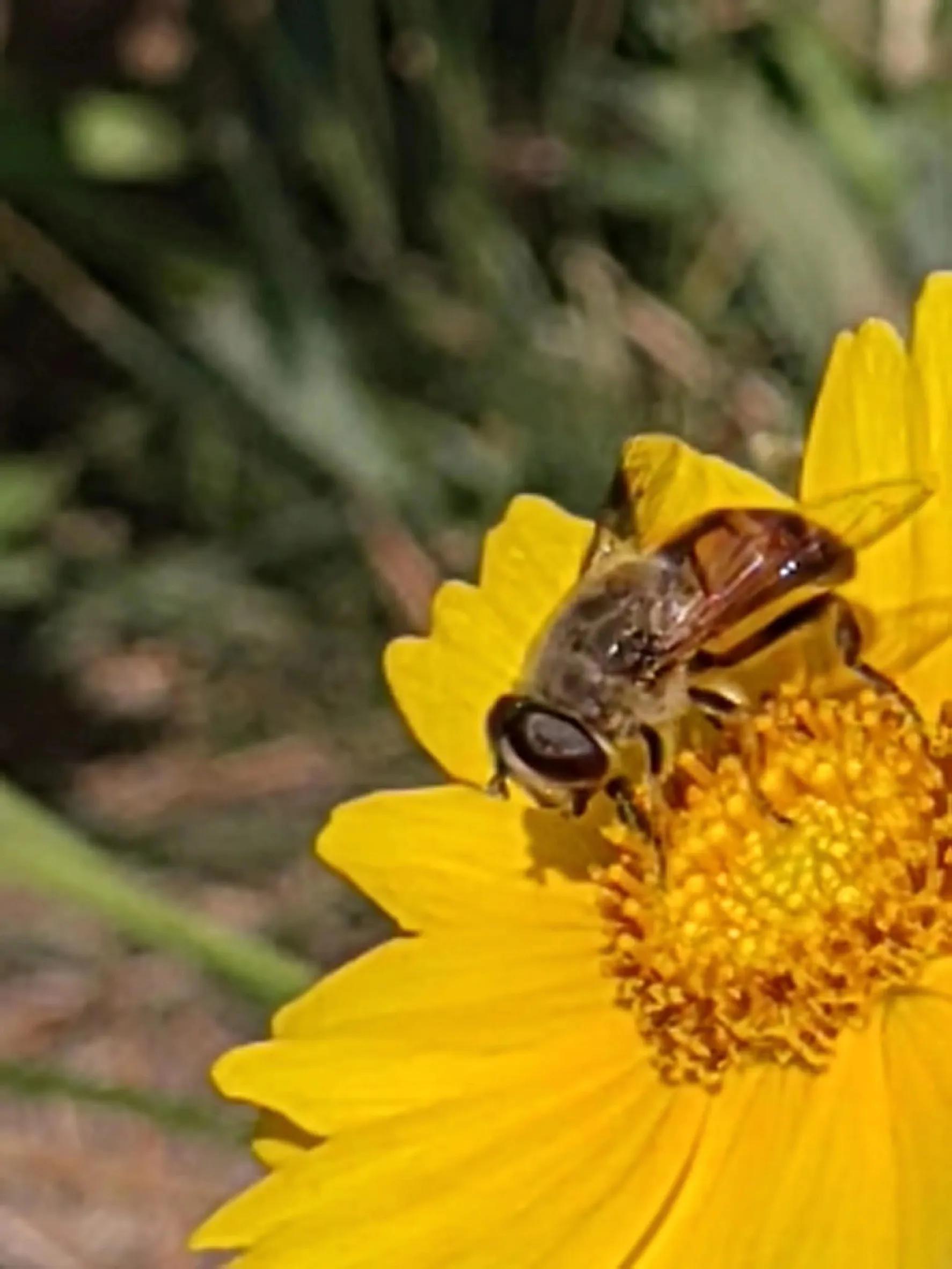 花香醉人蜂蝶起舞,花香蜜蜂舞