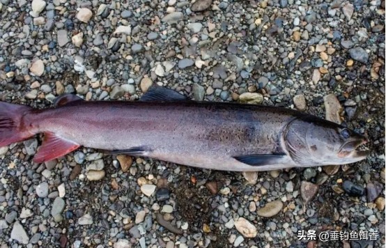 喀纳斯湖巨型哲罗鲑为什么捕不到,大型哲罗鲑冷水性鱼类图片