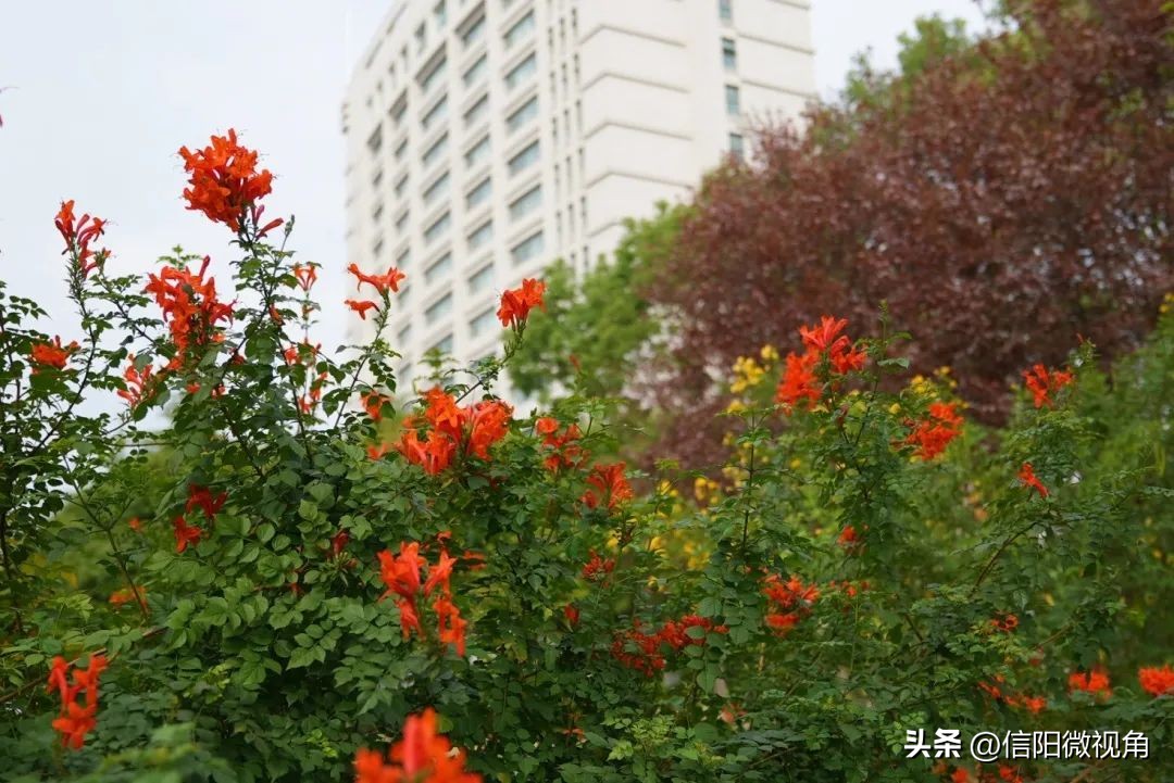 信阳羊山新区东湖风景区,信阳云赏直播间